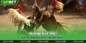 Đá gà TopBet credit