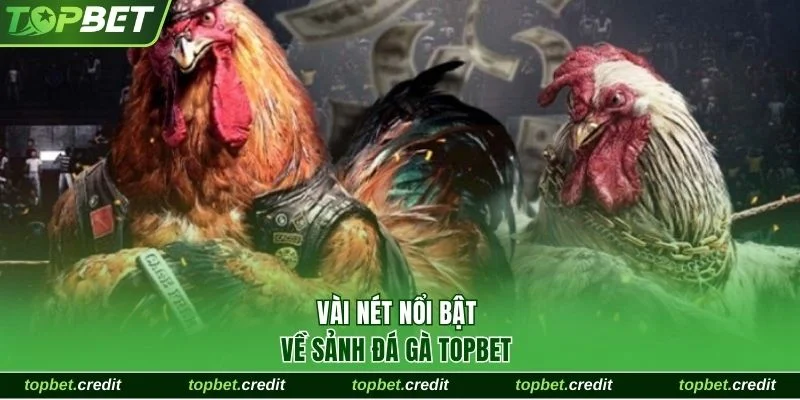 Vài nét nổi bật về sảnh đá gà TopBet